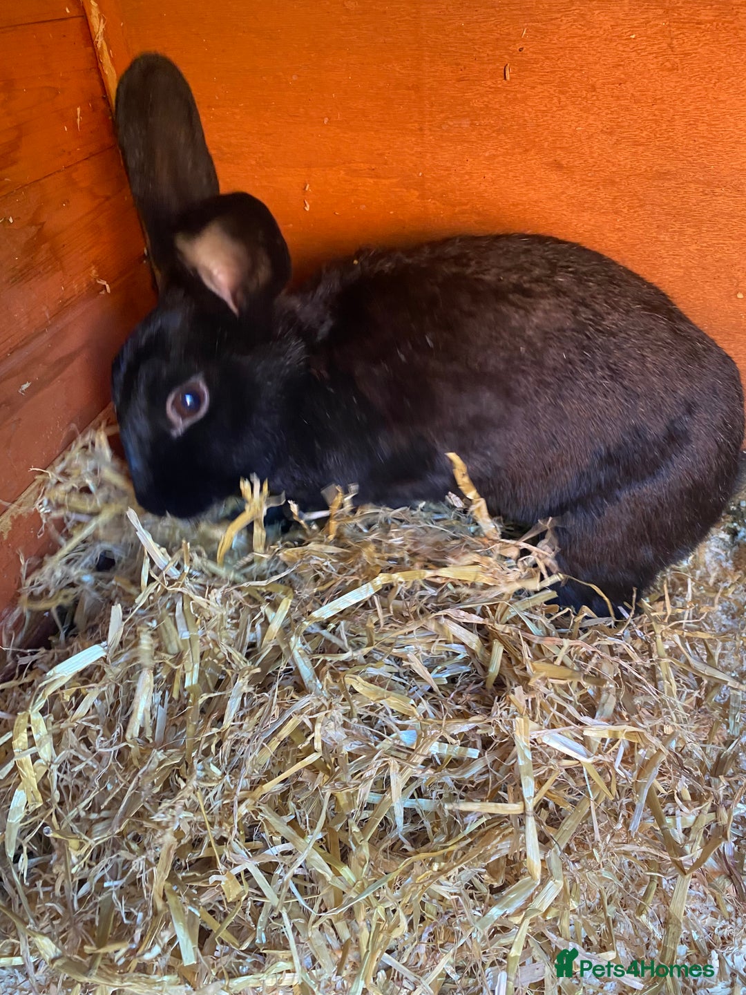 Mixed Breed rabbits for sale: 2 bunnies for rehoming - Image 2