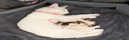 Mixed Breed cats for sale: Beautiful Calico Female Kitten - Last Available in Basingstoke - Advert 15