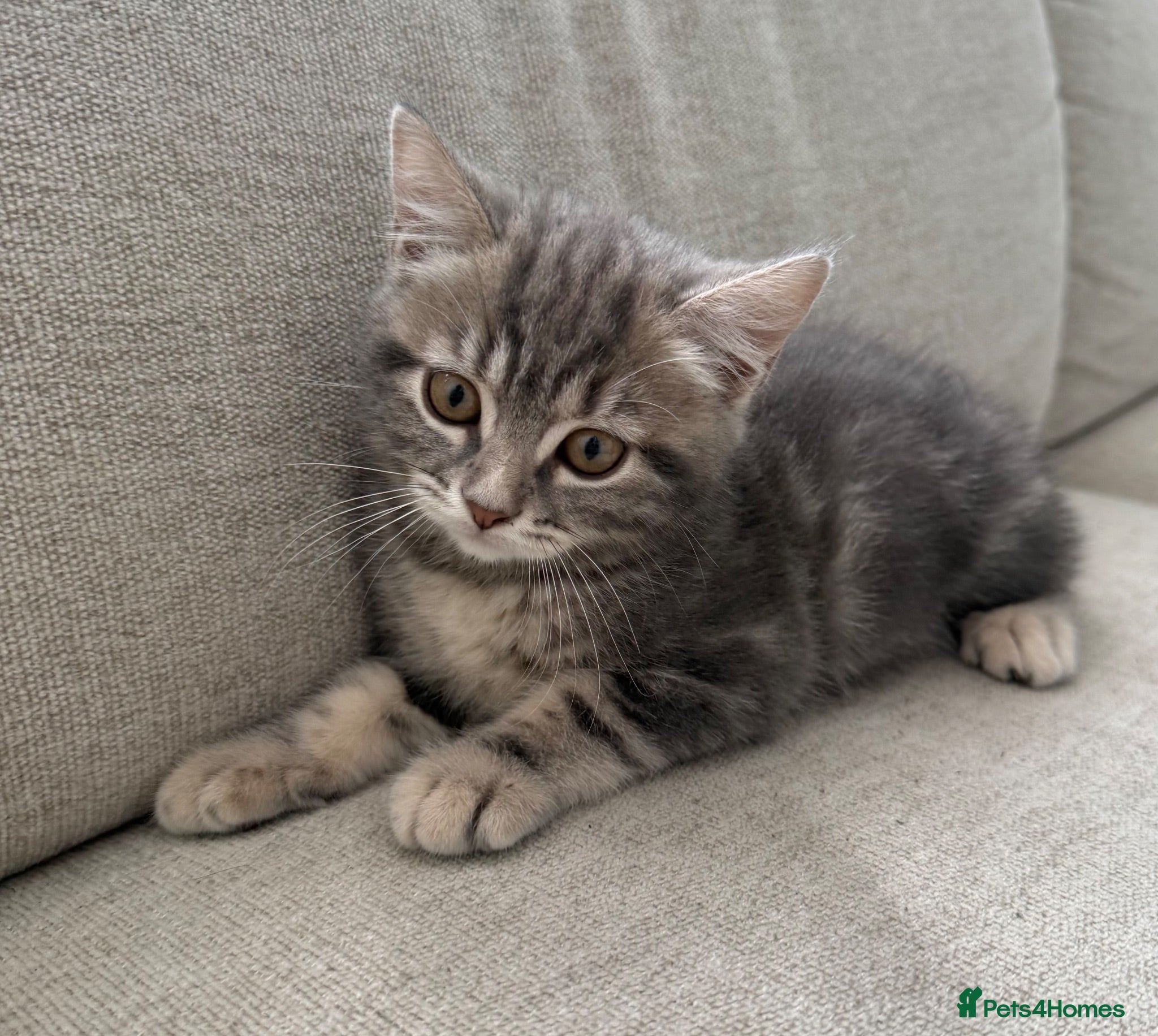 British Shorthair cats 5 British Shorthair kittens. 4 male and 1 female - Advert 2