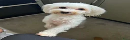 Bichon Frise dogs for sale: Beautiful Bichon boy ready for his forever home.  - Advert 2