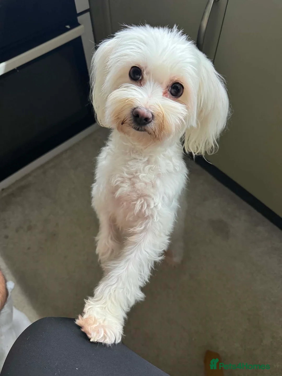 Bichon Frise dogs for sale: Beautiful Bichon boy ready for his forever home.  - Advert 2