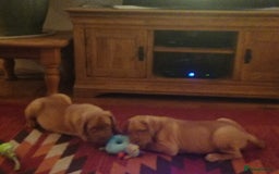 Dogue De Bordeaux dogs for sale: Gorgeous DOUGUE Babies - Image 24