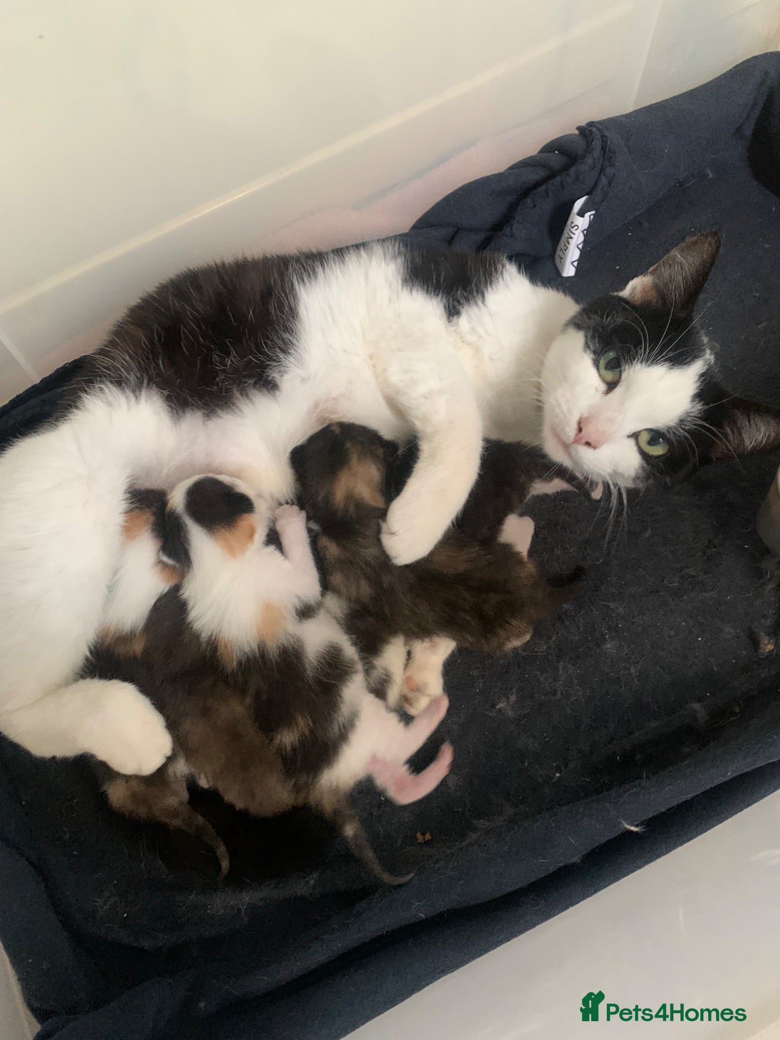 Mixed Breed cats 2 kittens left beautiful boy and girl  - Advert 2