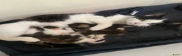 Mixed Breed cats for sale: 2 kittens left beautiful boy and girl  - Advert 1