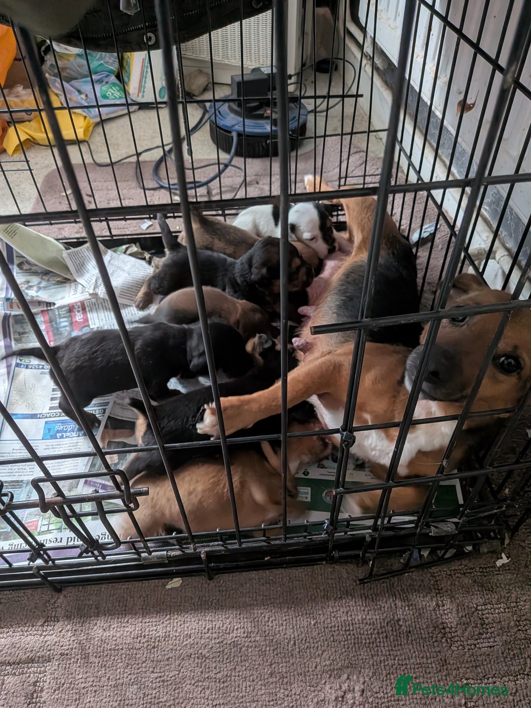 Jack Russell dogs for sale: Jack Russell puppies - Advert 1