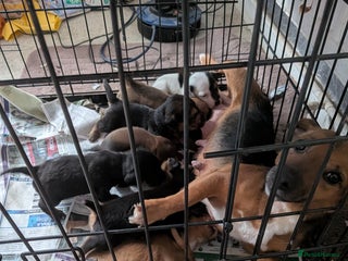 Jack Russell dogs Jack Russell puppies - Advert 4