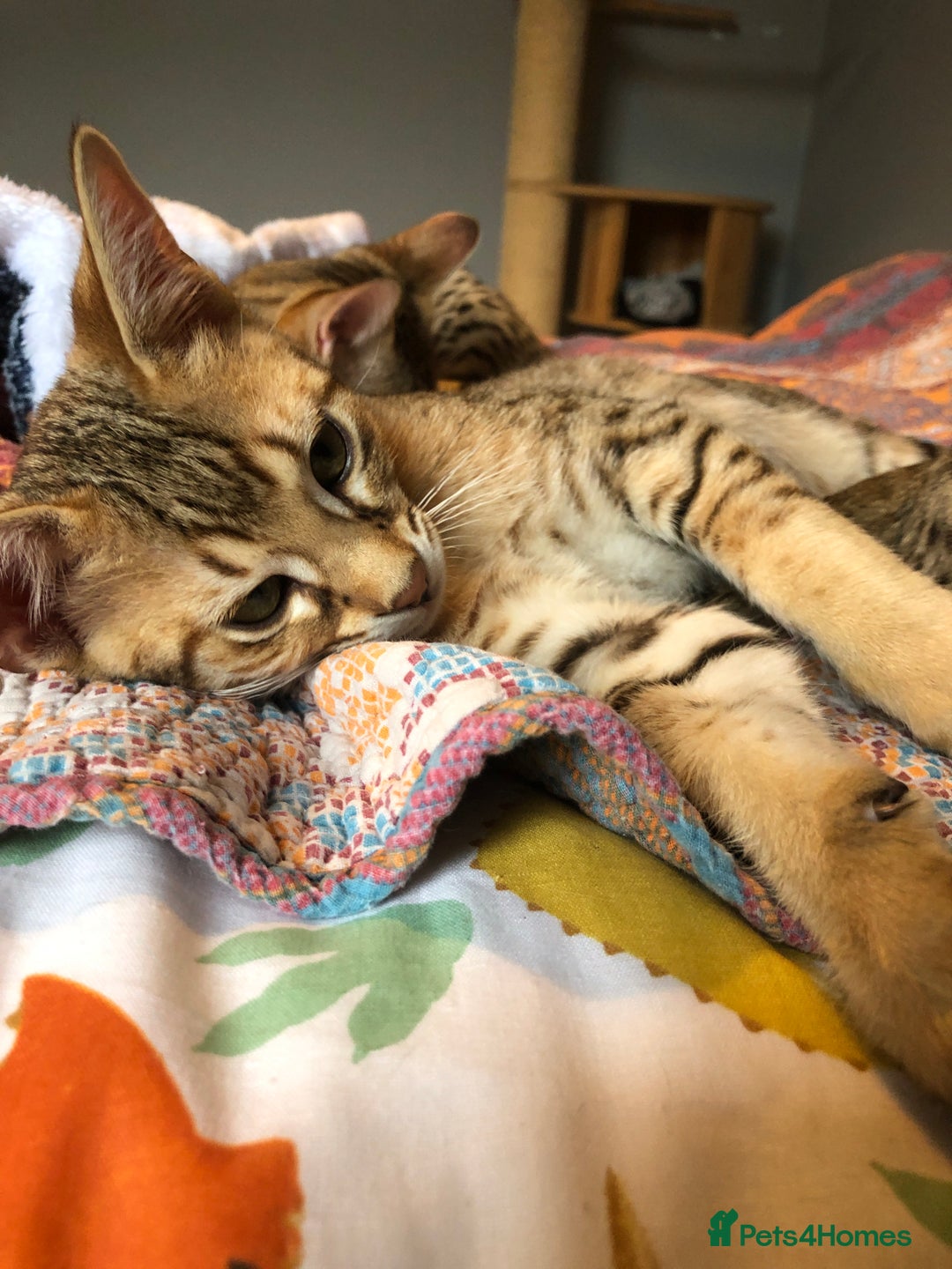Savannah cats for sale: Beautiful full pedigree savannah kittens  - Advert 19