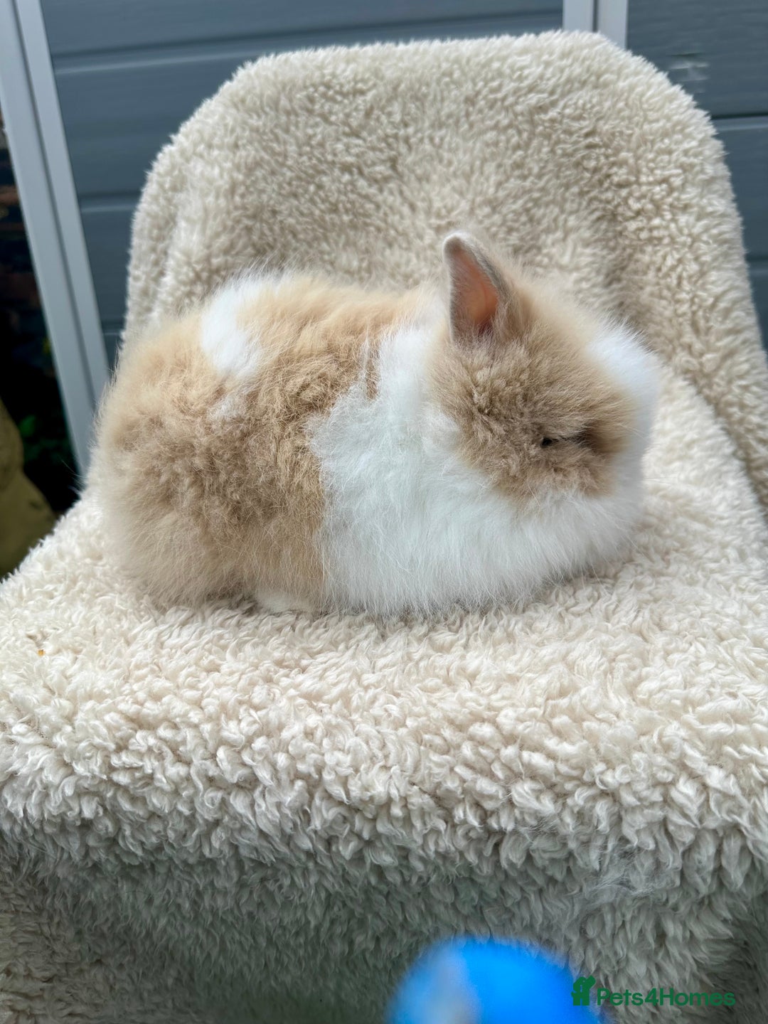 Lionhead rabbits for sale: Lionheads baby Bunnies  - Image 4