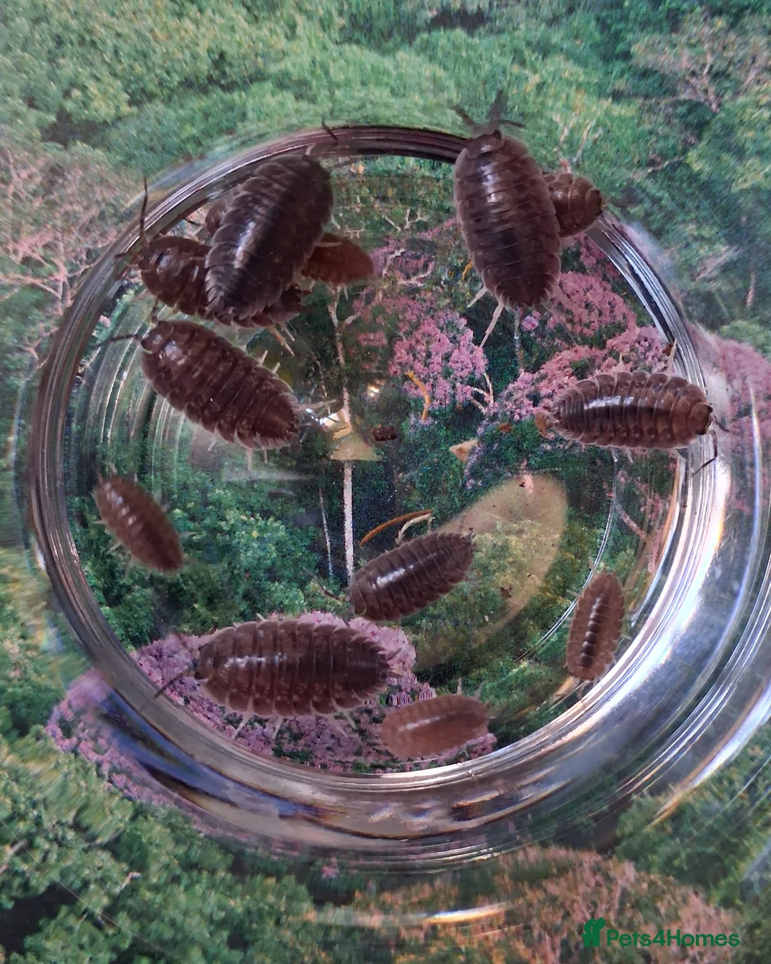 Isopods invertebrates for sale: Swift Woodlice, Porcellio leavis Isopods  - Advert 6