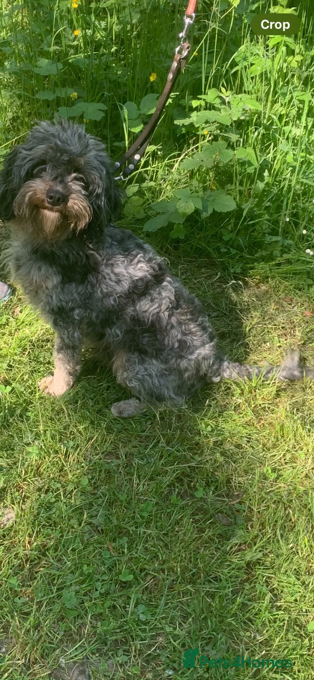 Cavapoo dogs for sale: Cavapoo extensively health tested dna tested blue  - Advert 2