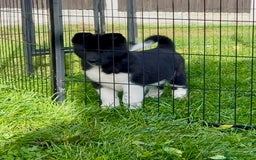Akita dogs for sale: Quality KC Registered American Akita Puppies - Image 35
