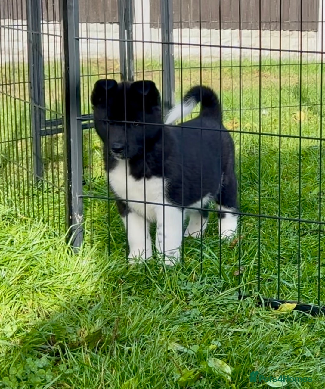 Akita dogs for sale: Quality KC Registered American Akita Puppies - Image 35