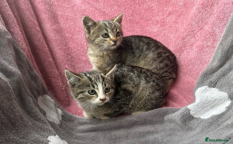 Mixed Breed cats in Cullompton - Advert 14