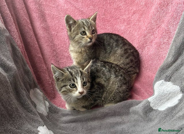 Mixed Breed cats for sale in Cullompton - Advert 3