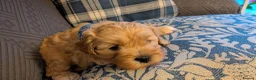 Cavapoo dogs for sale: Cavapoo puppies for sale - Advert 27
