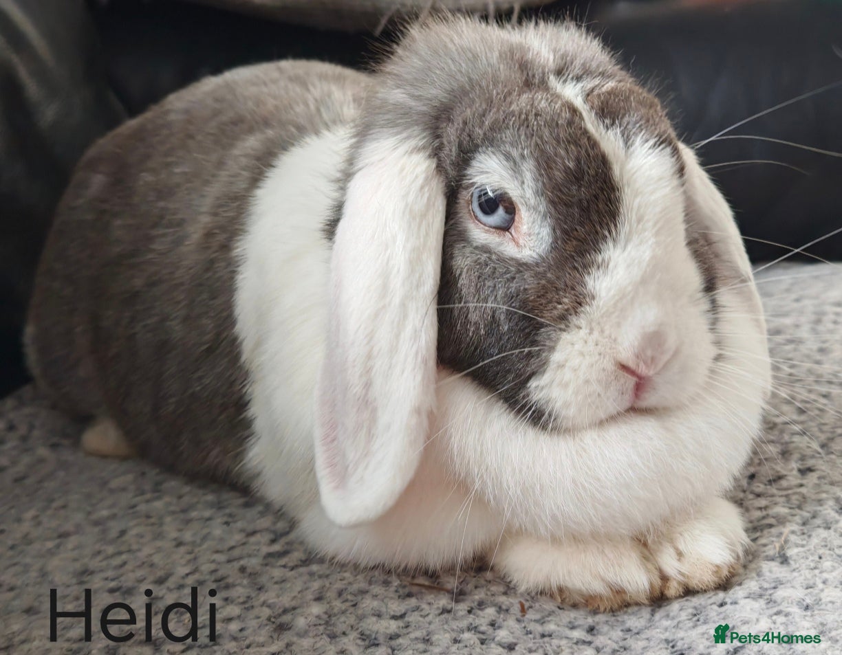 Mini Lop rabbits X4 rabbits looking for new home (see description)  - Advert 1