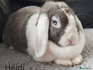 Mini Lop rabbits X4 rabbits looking for new home (see description) - Advert 1