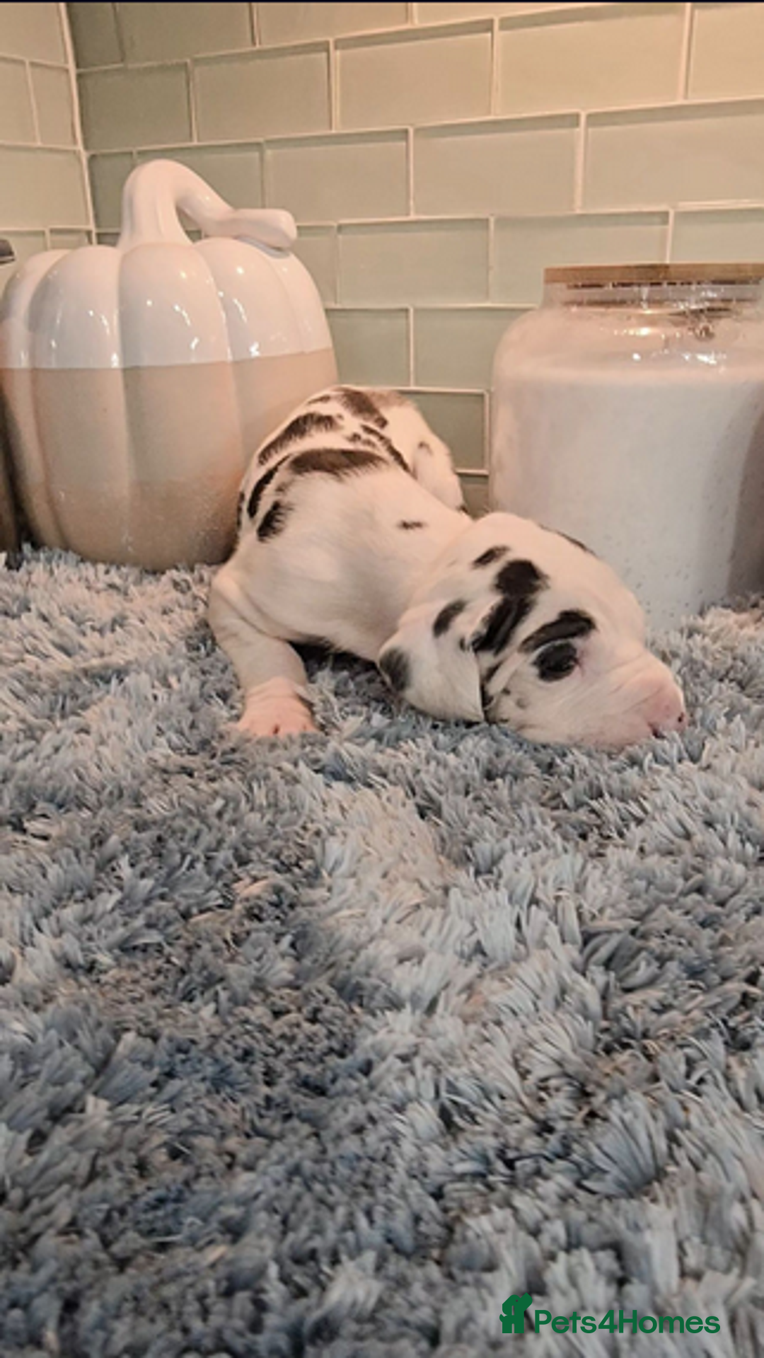 Great Dane dogs for sale: Kc & Beautiful Litter of Chunky Great Dane Puppies - Advert 17