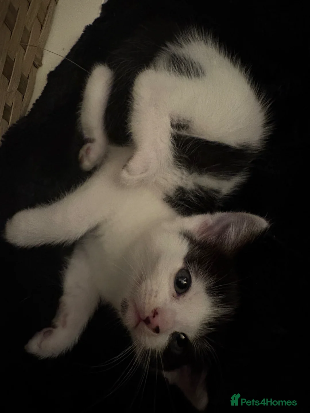 British Shorthair cats for sale: Tiny Paws, Big Love – Kitten Available Now! - Advert 1