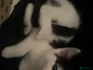 British Shorthair cats Tiny Paws, Big Love – Kitten Available Now! - Advert 1