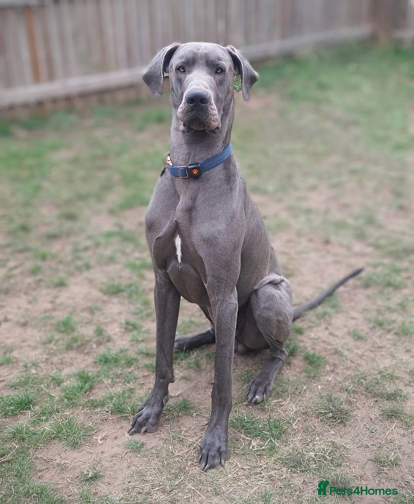 Great Dane dogs Great Dane for stud in Chesterfield - Advert 4