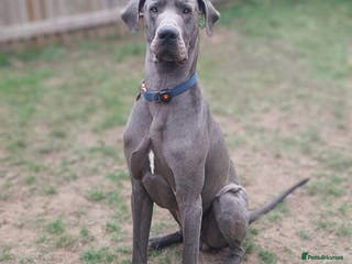 Great Dane dogs Great Dane for stud in Chesterfield - Advert 4