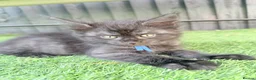 Maine Coon cats for sale: Beautiful Maine Coon Ready for Their Forever Homes - Advert 6