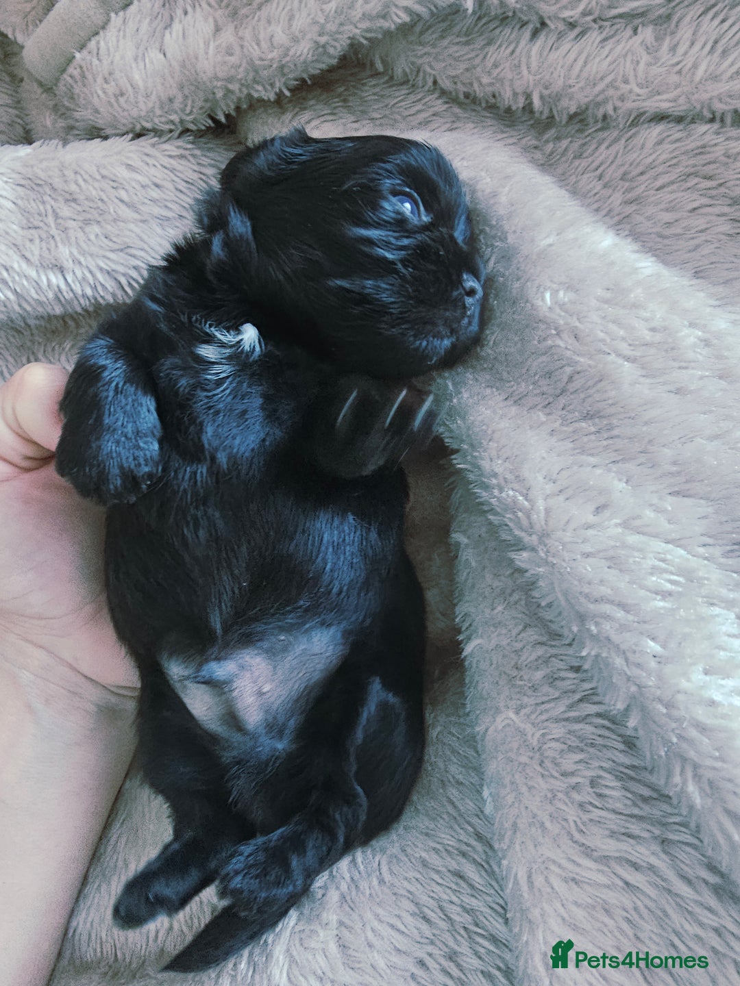 Yorkshire Terrier dogs for sale: Mini Yorkshire terrier Biewer Chocolate /black  - Image 7