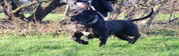 Presa Canario dogs for sale: Champion blood line presa canario - KYRO - Advert 7