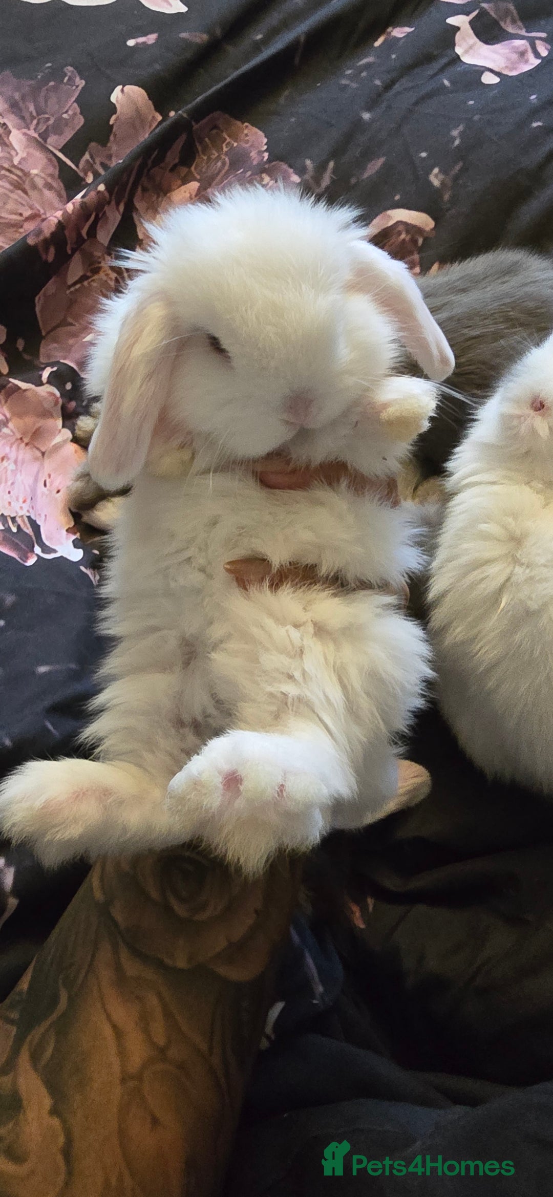 Mini Lop rabbits for sale: Stunning baby lops!  in Stone - Image 19