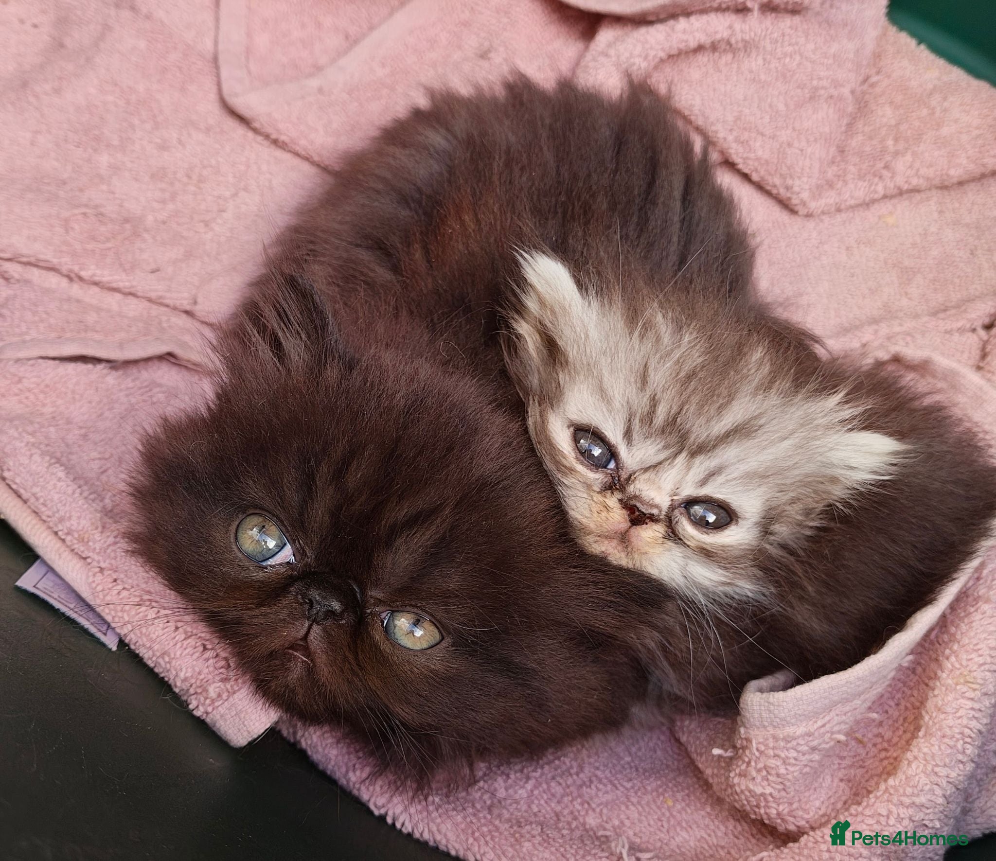 Persian cats Pure Persian long hair kitten  - Advert 1