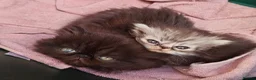 Persian cats for sale: Pure Persian long hair kitten  - Advert 5