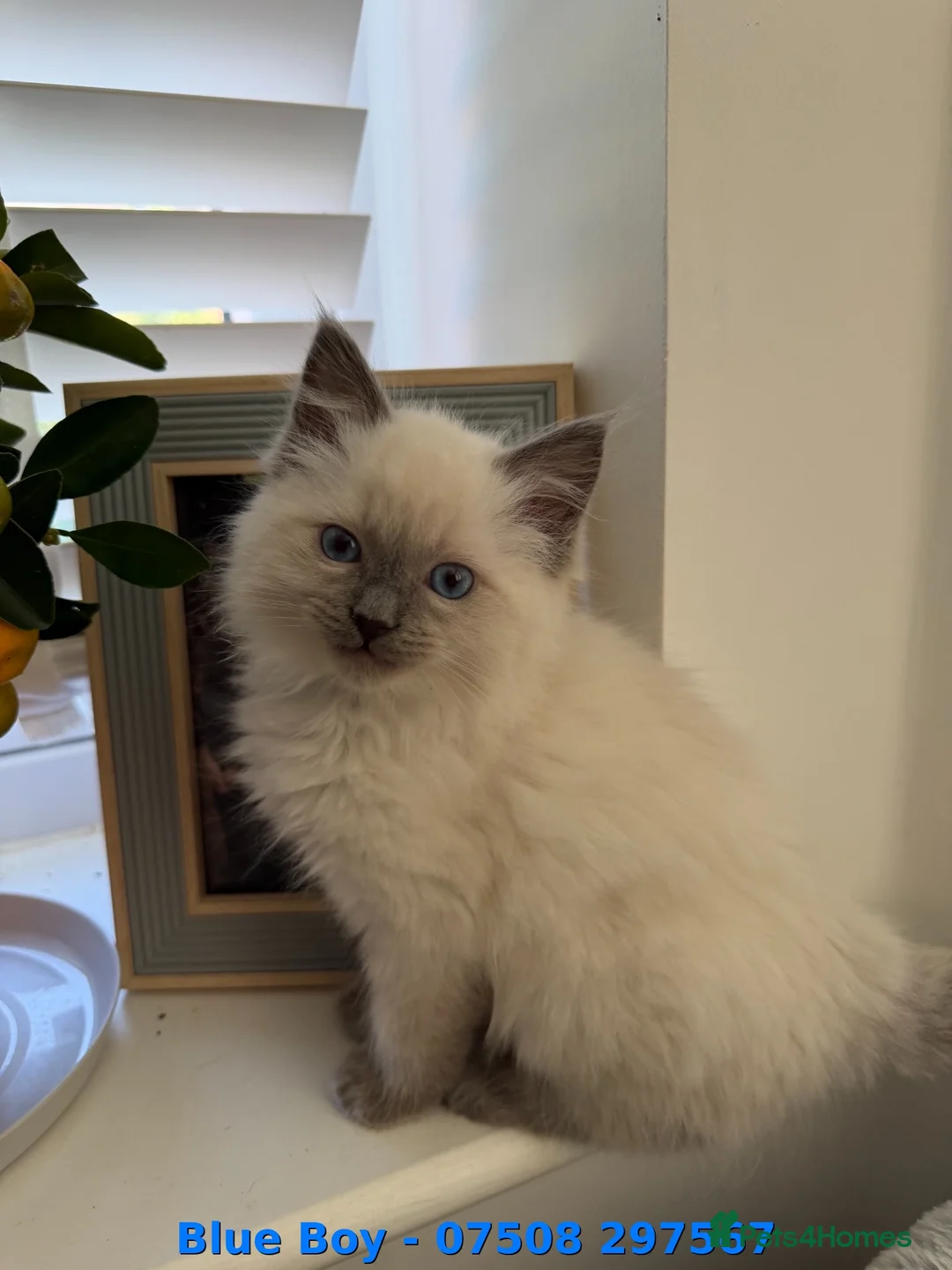 Ragdoll cats for sale: Cute Fluffy Ragdoll Kittens (Discounts Available) - Advert 29