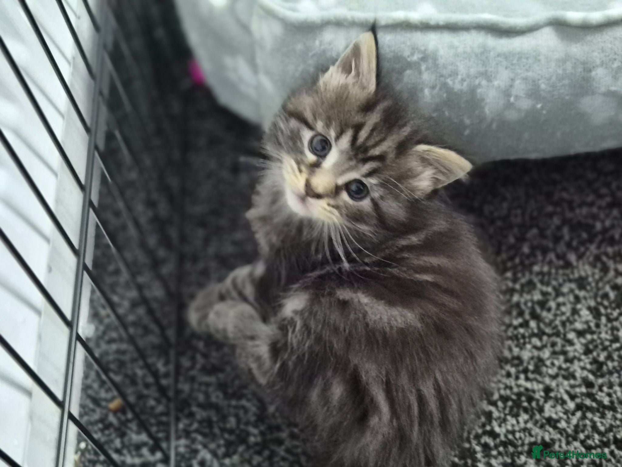 Maine Coon cats Stunning maine coon full pedigree kittens - Advert 2