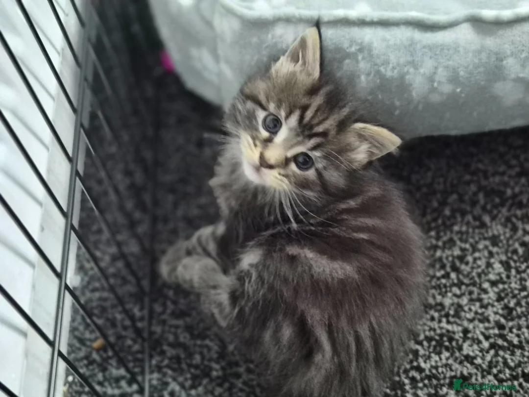 Maine Coon cats for sale: Stunning maine coon full pedigree kittens - Advert 2