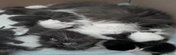 Maine Coon cats for sale: 7 gorgeous maine coon cross kittens  - Advert 2