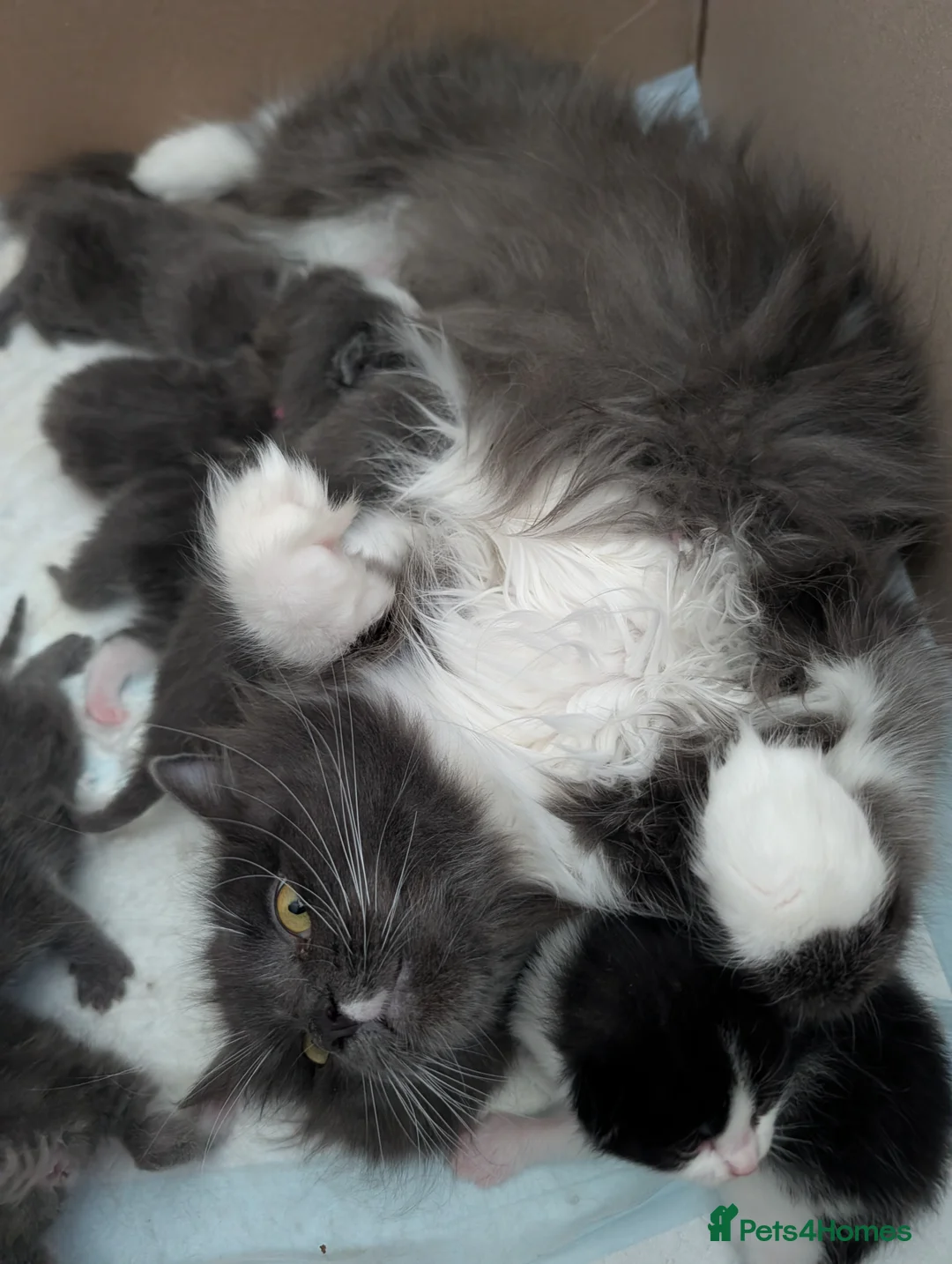 Maine Coon cats for sale: 7 gorgeous maine coon cross kittens  - Advert 2
