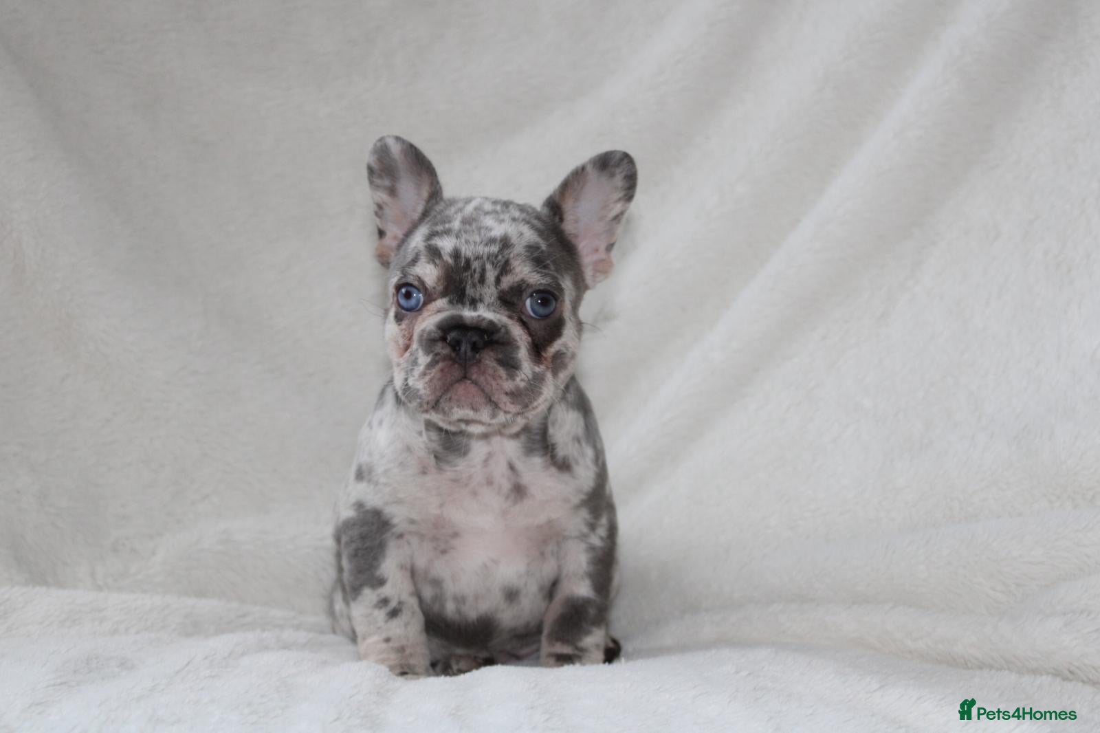 French Bulldog dogs 💜 READY NOW last 2 kc  frenchie girls 💜 - Advert 3