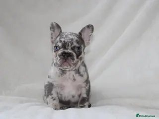 French Bulldog dogs 💜 READY NOW last 2 kc frenchie girls 💜 - Advert 4