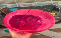 Gerbil rodents for sale: 2 male Gerbils with a cage  - Advert 7