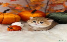British Shorthair cats for sale: Golden British Shorthair  - Image 31