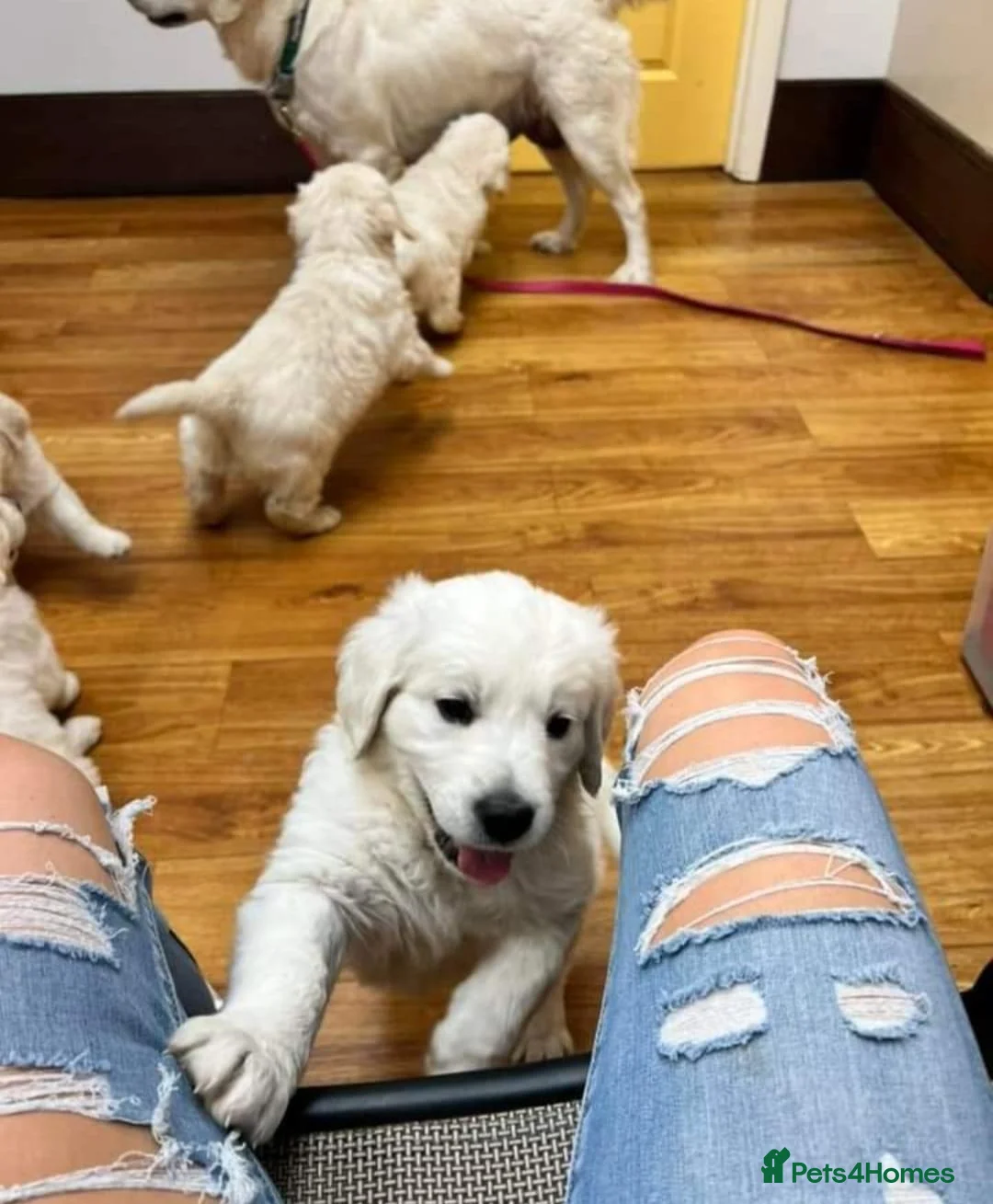 Golden Retriever dogs for sale: ENGLISH CREAM RETRIEVERS AVAILABLE  - Advert 2