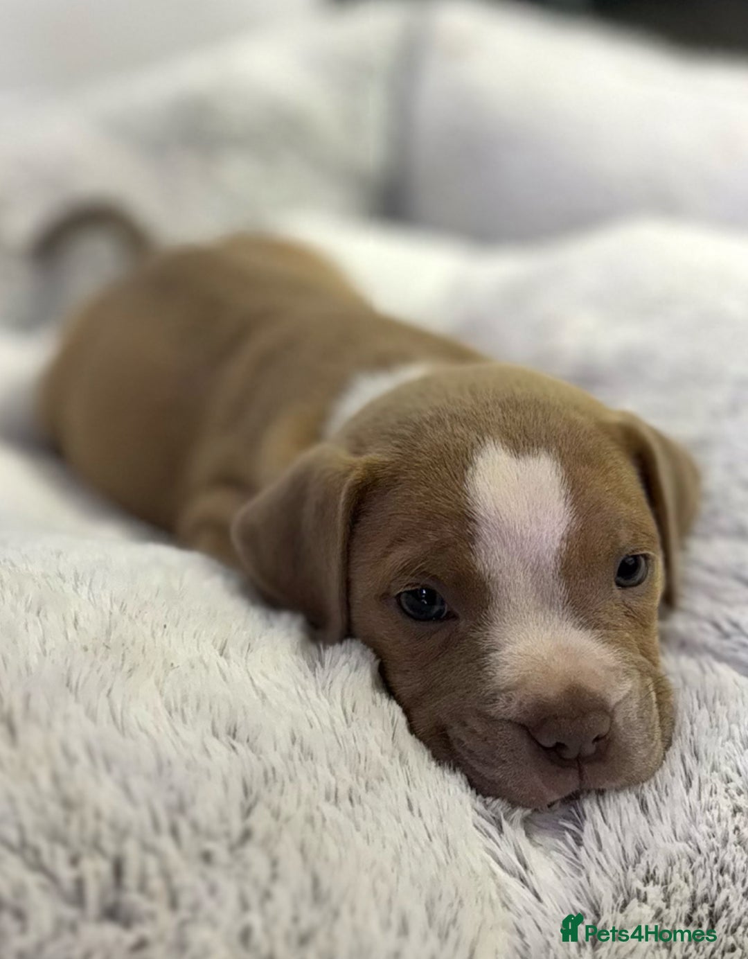 Staffordshire Bull Terrier dogs for sale: Ready now !! - Image 25