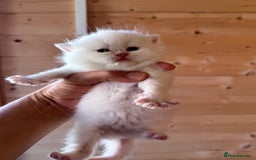 British Longhair cats for sale: Adorable Pure White Blue-Eyed British Kittens - Image 13
