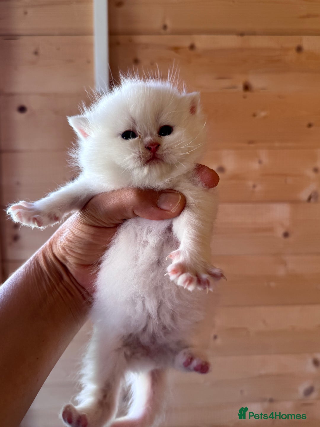 British Longhair cats for sale: Adorable Pure White Blue-Eyed British Kittens - Image 13