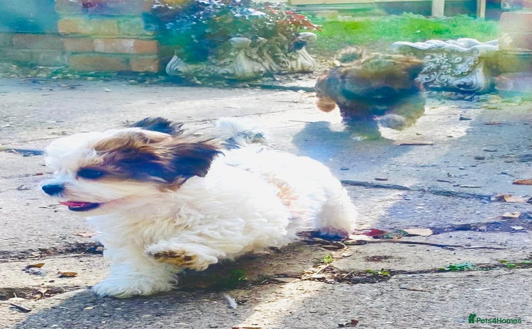 Mixed Breed dogs - Advert 1