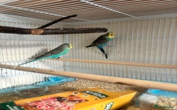 Budgerigars birds for sale: Male baby Budgies with cage - Image 2