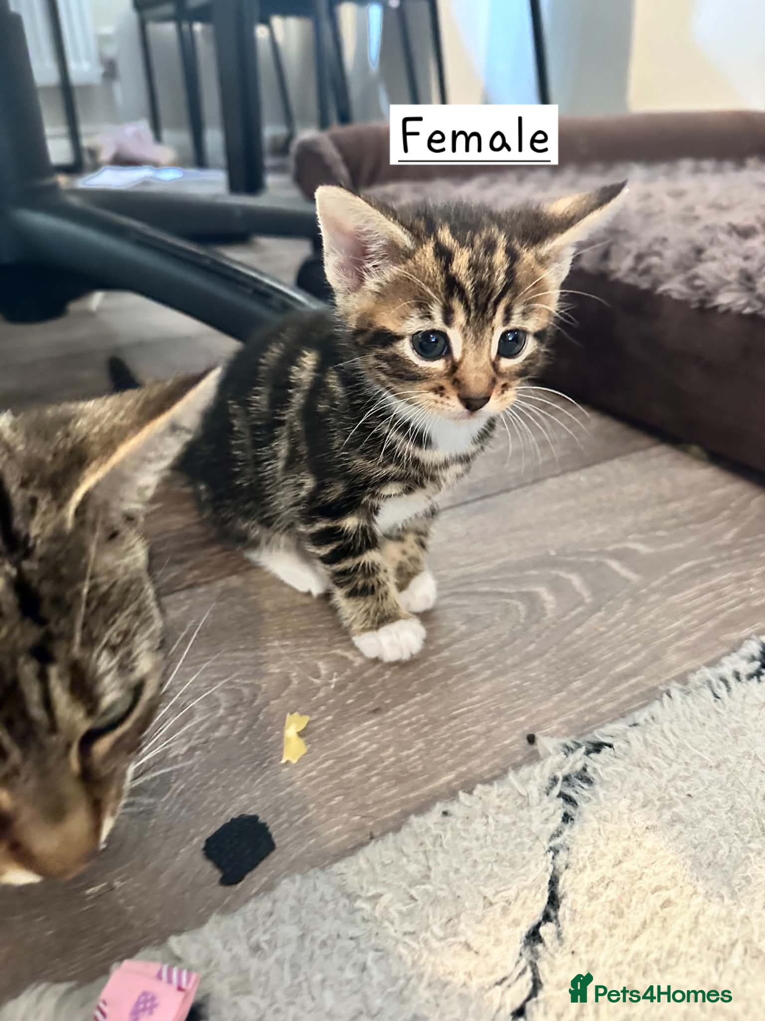 Bengal cats Bengal mixed kittens  - Advert 2