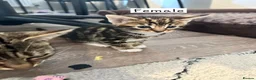 Bengal cats for sale: Bengal mixed kittens  in Harlow - Advert 1