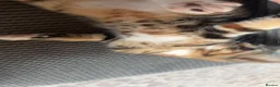 Mixed Breed cats for sale: Half Maine-coon mixed with tabby Kitten in Swindon - Advert 20
